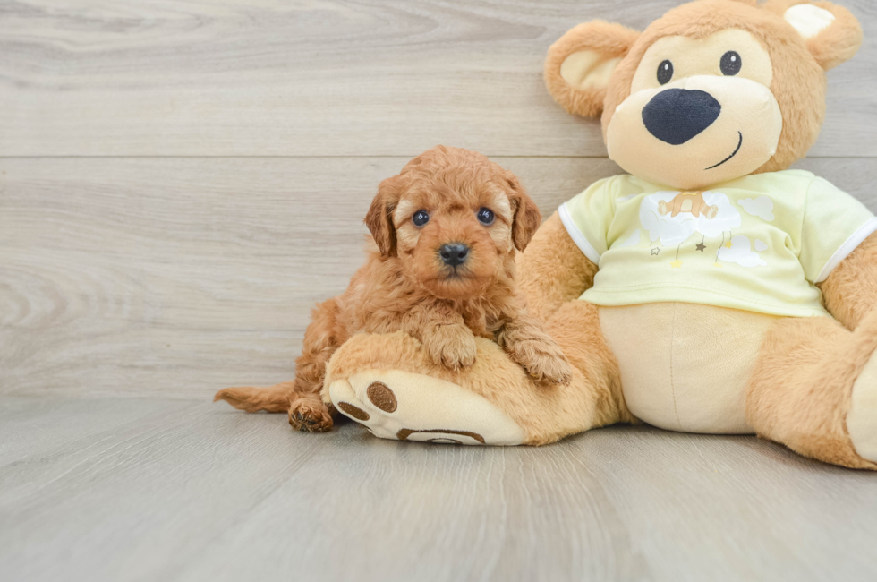 5 week old Mini Goldendoodle Puppy For Sale - Windy City Pups