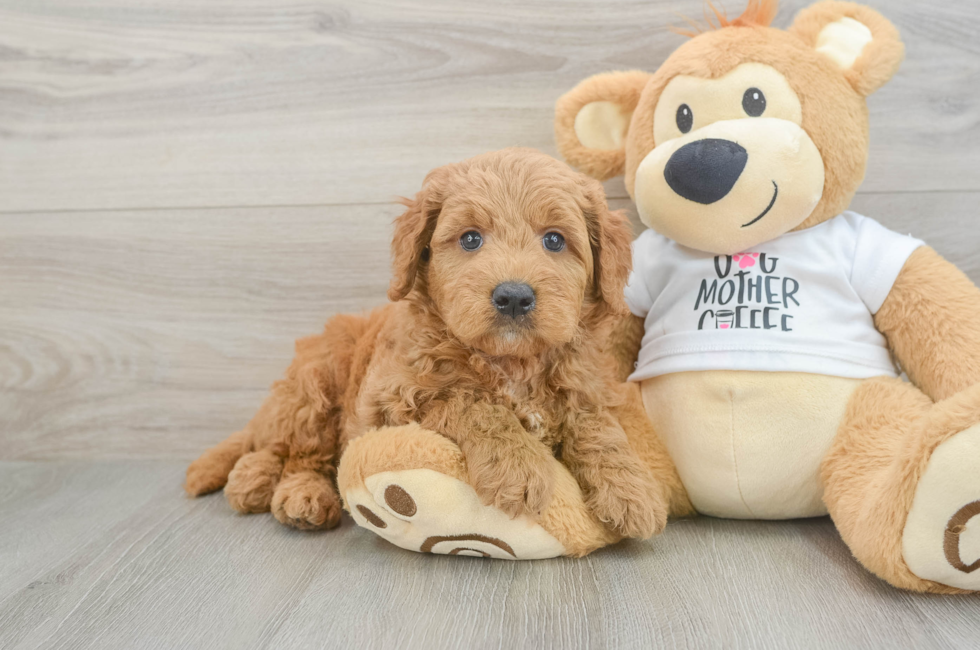 6 week old Mini Goldendoodle Puppy For Sale - Windy City Pups