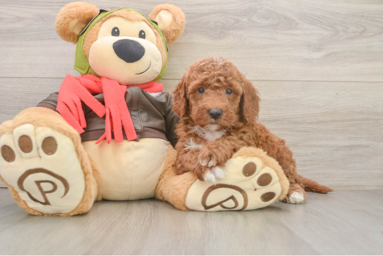 Mini Goldendoodle Pup Being Cute