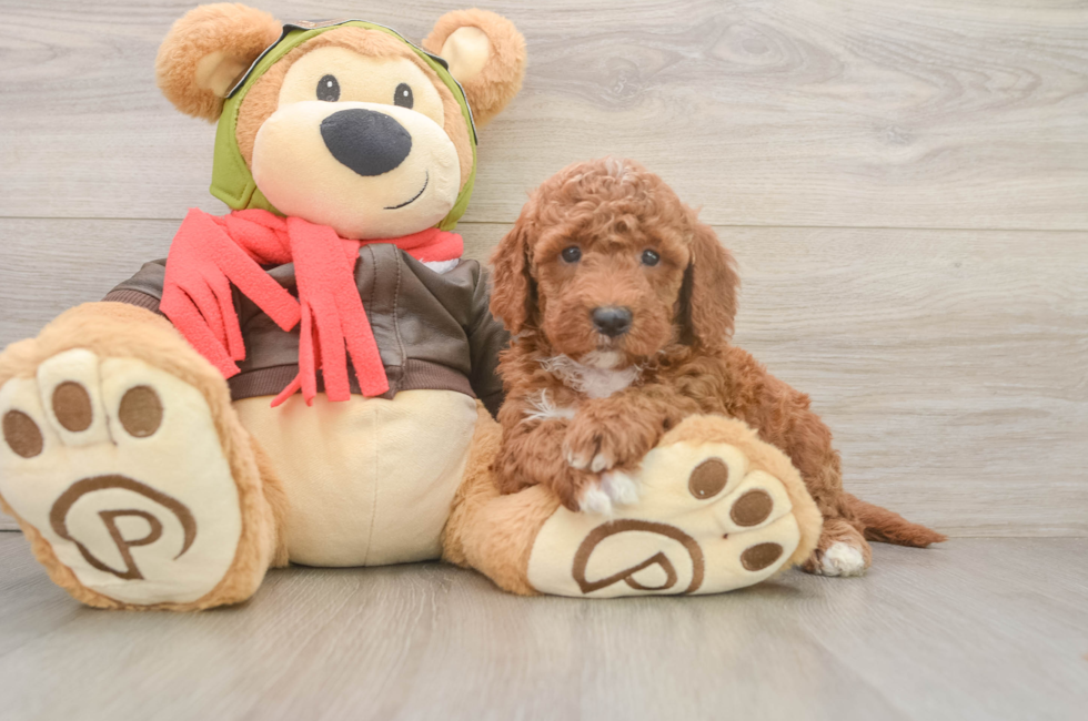 6 week old Mini Goldendoodle Puppy For Sale - Windy City Pups