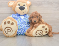 7 week old Mini Goldendoodle Puppy For Sale - Windy City Pups