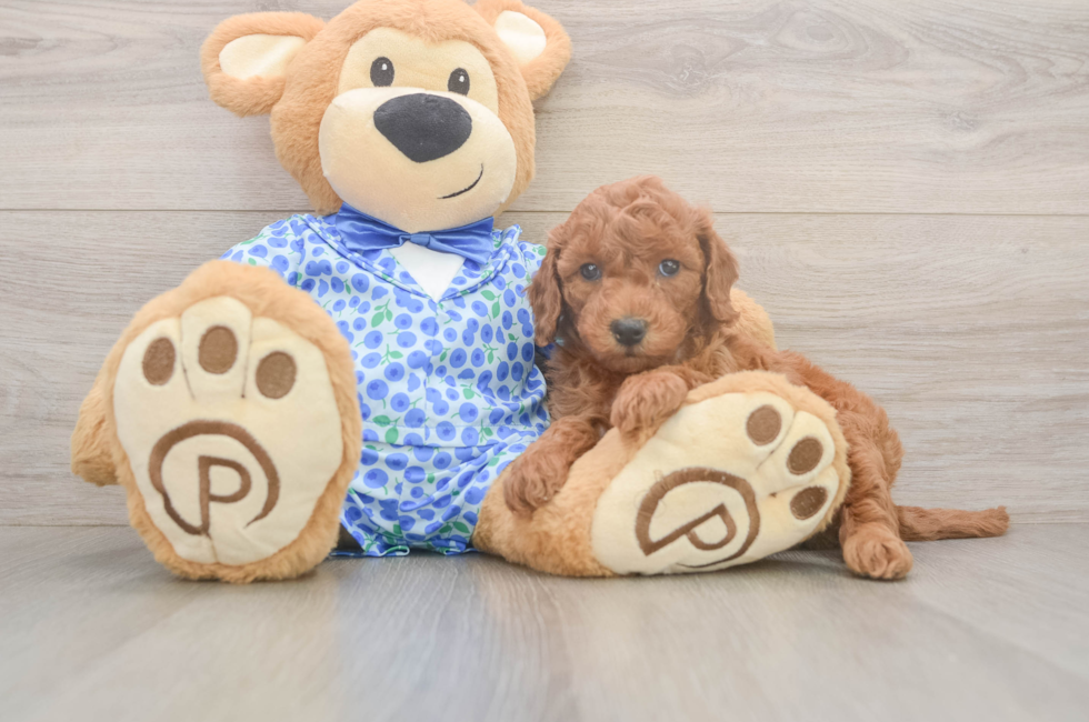 6 week old Mini Goldendoodle Puppy For Sale - Windy City Pups