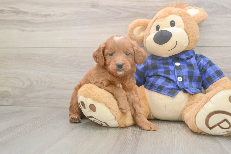 Little Mini Goldenpoo Poodle Mix Puppy