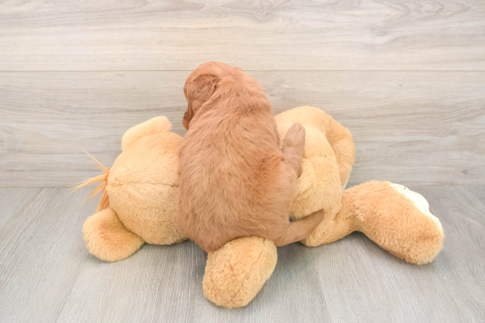 Smart Mini Goldendoodle Poodle Mix Pup