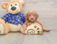 5 week old Mini Goldendoodle Puppy For Sale - Windy City Pups