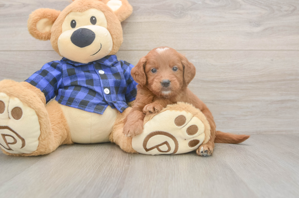 5 week old Mini Goldendoodle Puppy For Sale - Windy City Pups