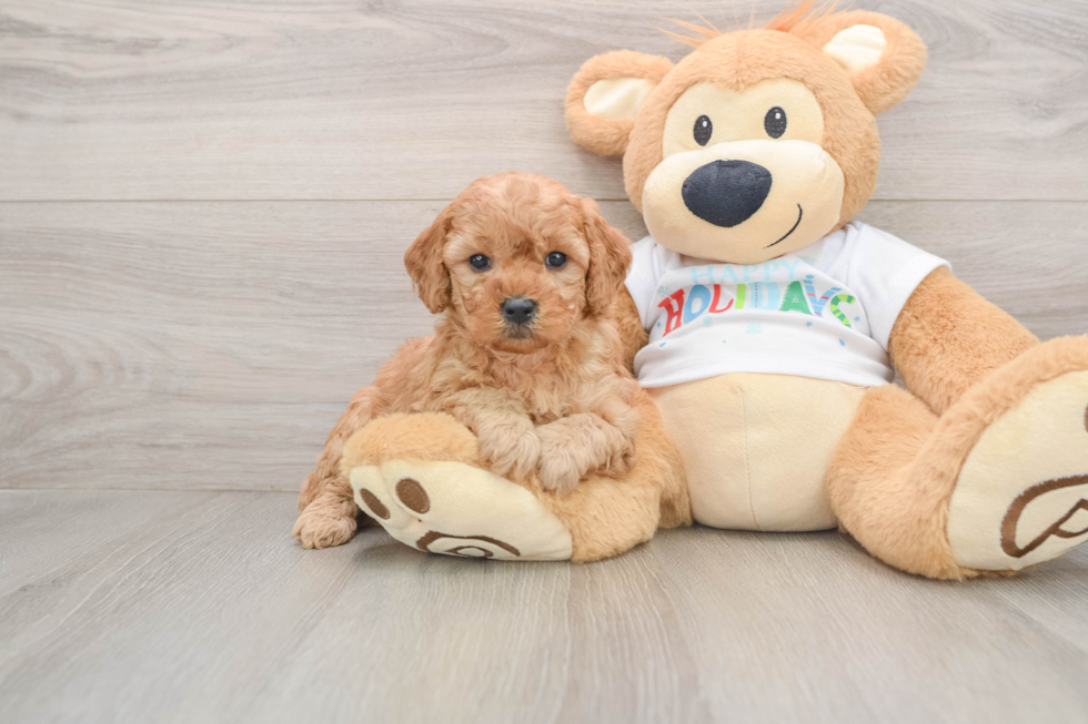 Popular Mini Goldendoodle Poodle Mix Pup
