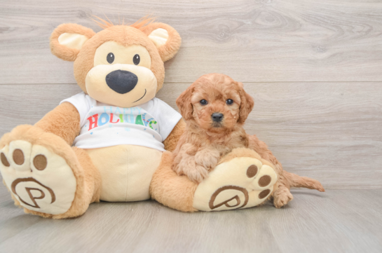 Best Mini Goldendoodle Baby