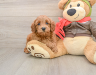 7 week old Mini Goldendoodle Puppy For Sale - Windy City Pups
