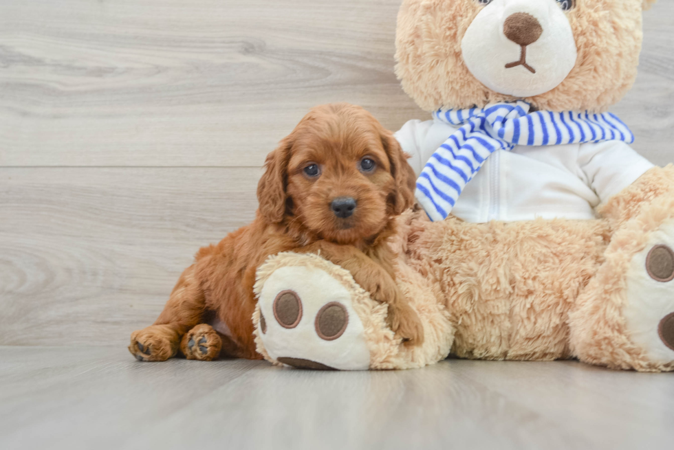 Adorable Golden Retriever Poodle Mix Poodle Mix Puppy