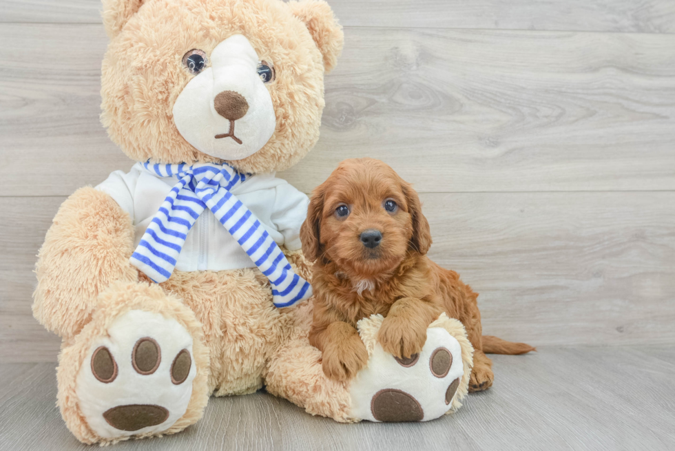 Hypoallergenic Mini Goldiepoo Poodle Mix Puppy