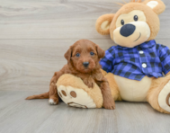 9 week old Mini Goldendoodle Puppy For Sale - Windy City Pups