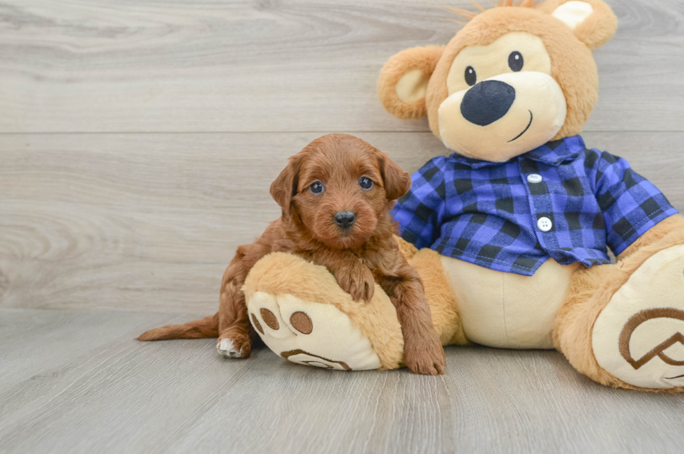 7 week old Mini Goldendoodle Puppy For Sale - Windy City Pups