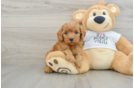 Mini Goldendoodle Pup Being Cute