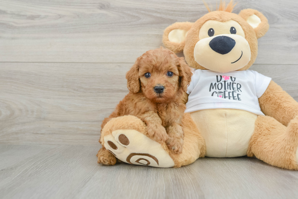 Mini Goldendoodle Pup Being Cute
