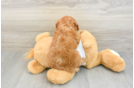 Funny Mini Goldendoodle Poodle Mix Pup
