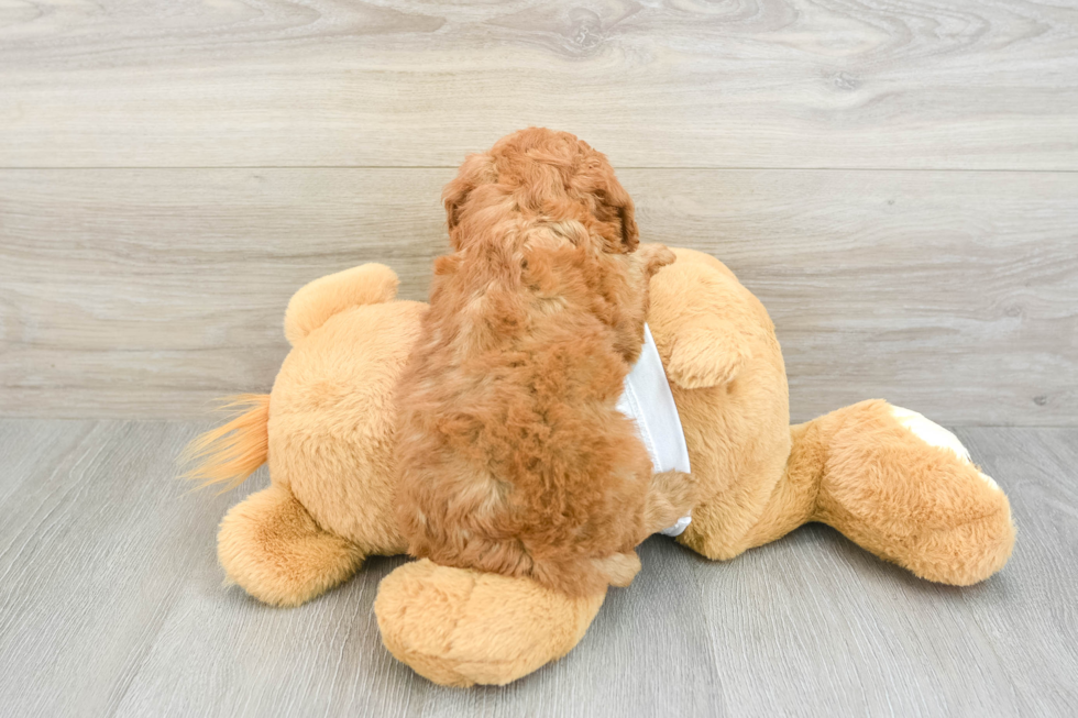 Funny Mini Goldendoodle Poodle Mix Pup