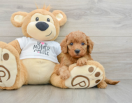 9 week old Mini Goldendoodle Puppy For Sale - Windy City Pups