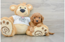Mini Goldendoodle Puppy for Adoption
