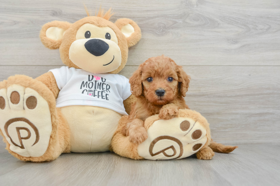 Mini Goldendoodle Puppy for Adoption