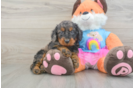 Funny Mini Goldendoodle Poodle Mix Pup