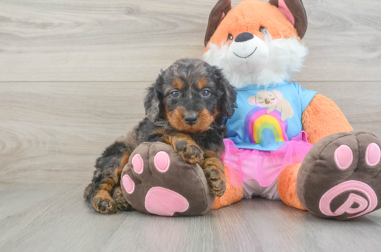 Funny Mini Goldendoodle Poodle Mix Pup