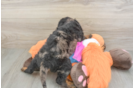 Popular Mini Goldendoodle Poodle Mix Pup
