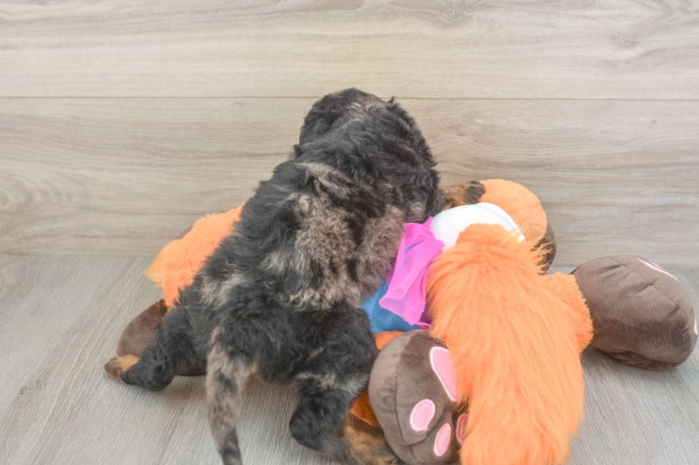 Popular Mini Goldendoodle Poodle Mix Pup