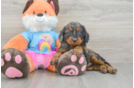 Small Mini Goldendoodle Baby