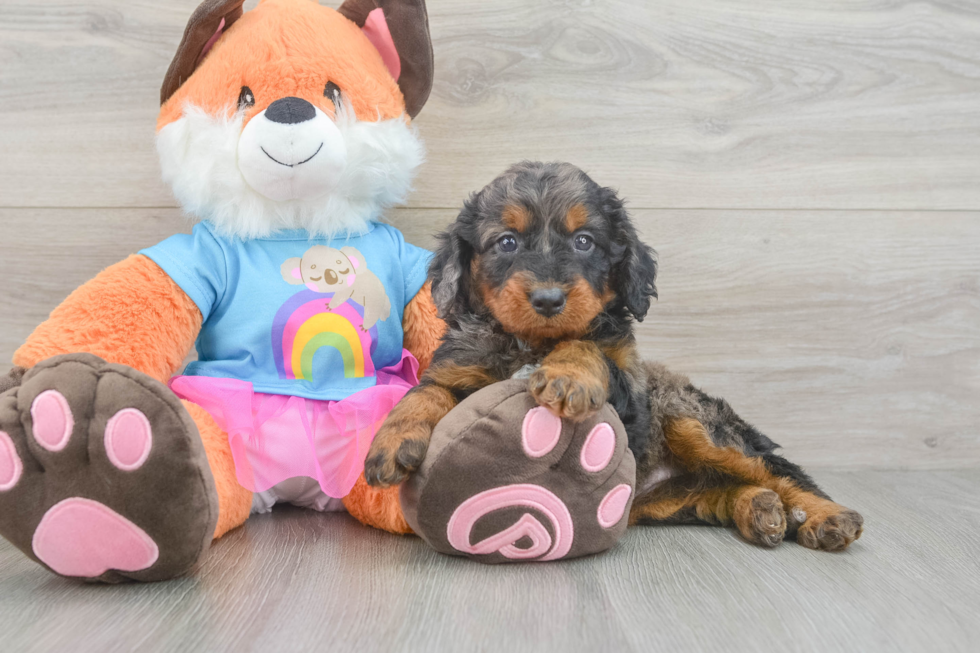 Small Mini Goldendoodle Baby