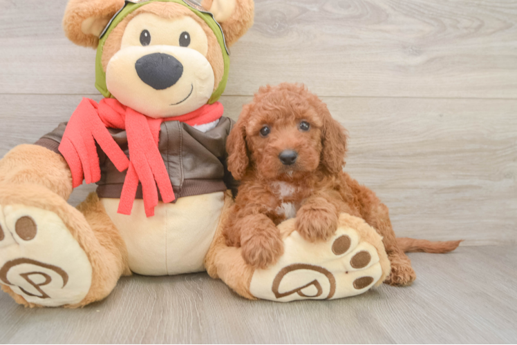 Funny Mini Goldendoodle Poodle Mix Pup
