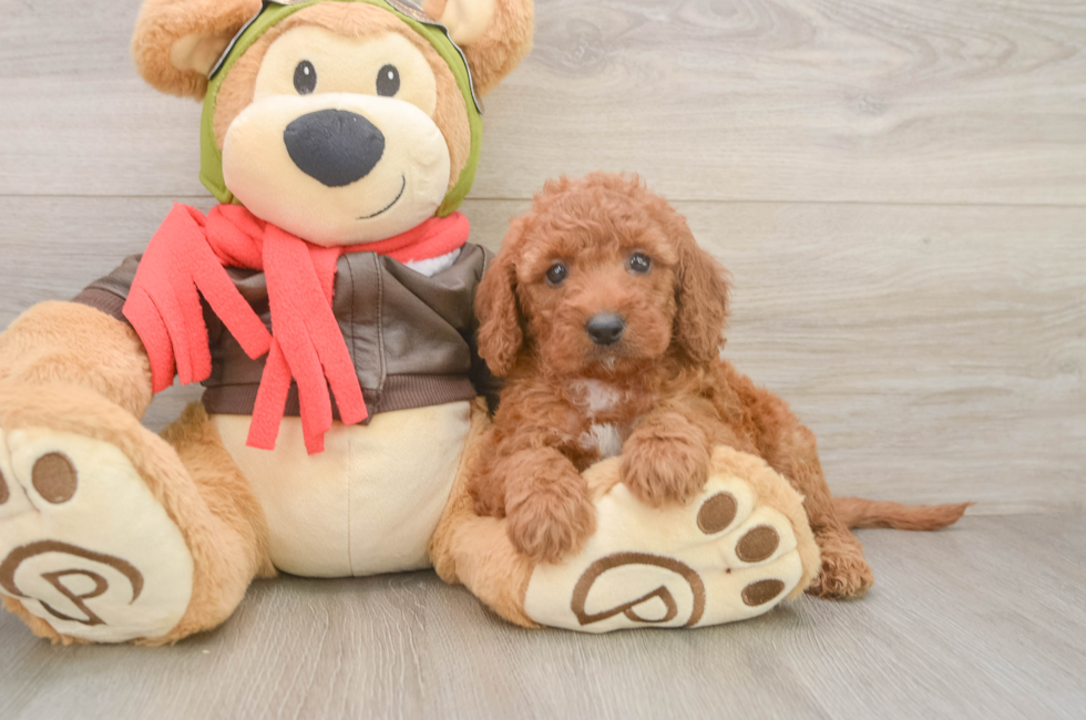 6 week old Mini Goldendoodle Puppy For Sale - Windy City Pups