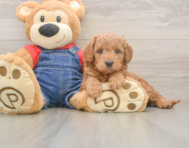 5 week old Mini Goldendoodle Puppy For Sale - Windy City Pups