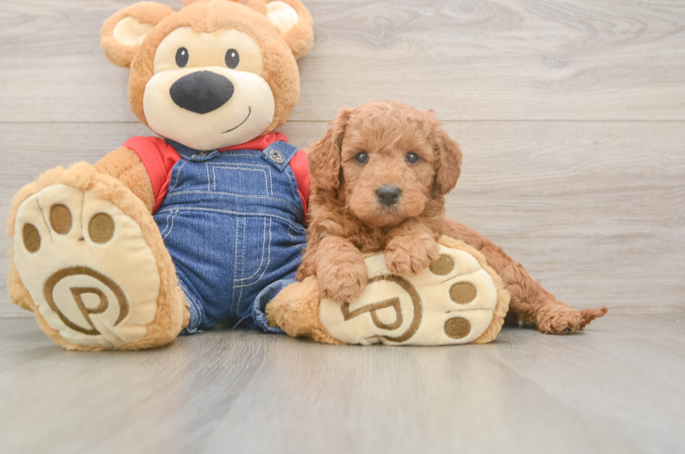 5 week old Mini Goldendoodle Puppy For Sale - Windy City Pups
