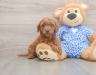 7 week old Mini Goldendoodle Puppy For Sale - Windy City Pups