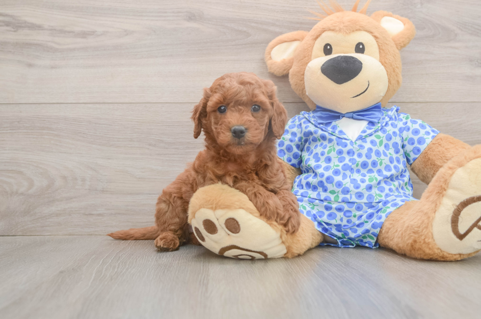 6 week old Mini Goldendoodle Puppy For Sale - Windy City Pups