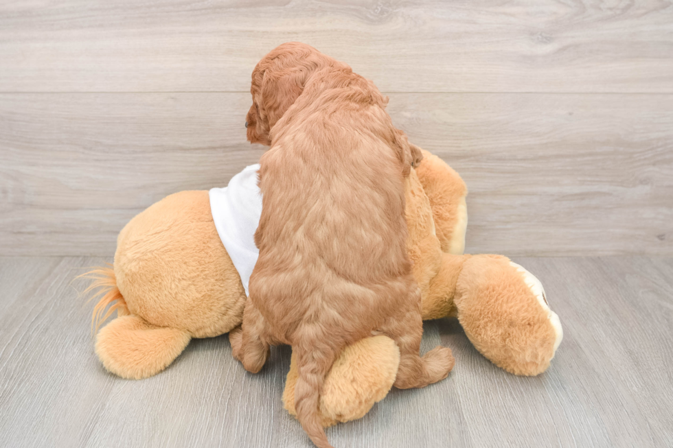 Best Mini Goldendoodle Baby