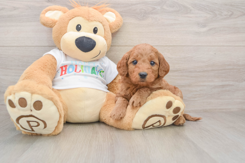 Fluffy Mini Goldendoodle Poodle Mix Pup