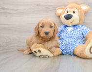 7 week old Mini Goldendoodle Puppy For Sale - Windy City Pups