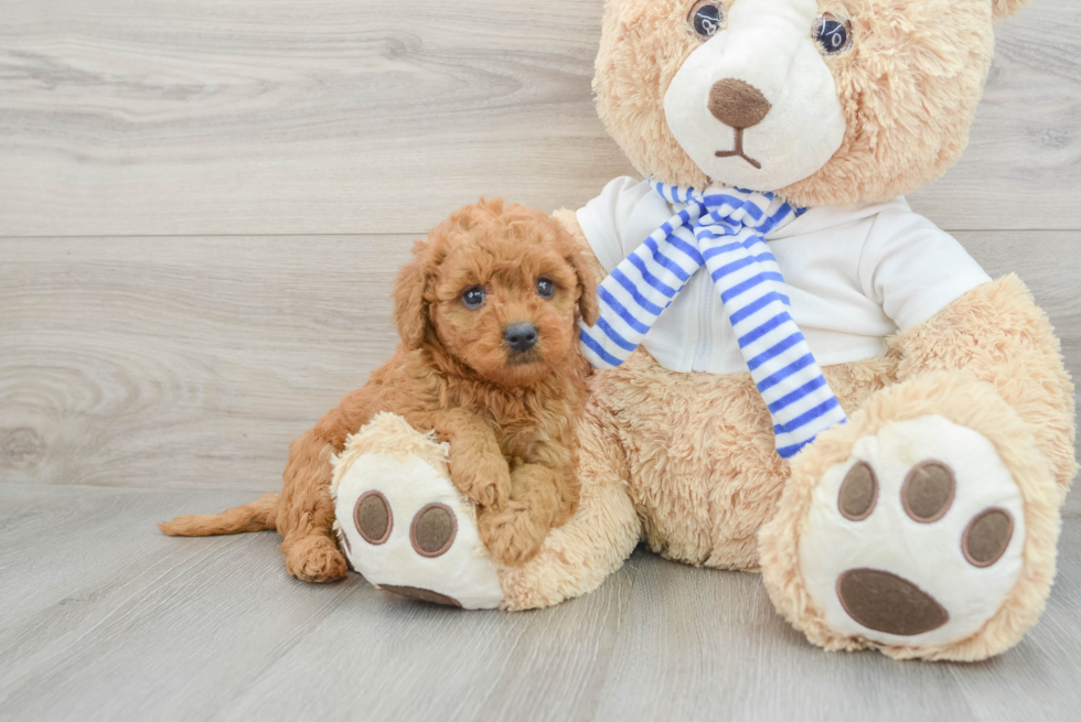 Hypoallergenic Mini Goldiepoo Poodle Mix Puppy