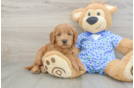 Fluffy Mini Goldendoodle Poodle Mix Pup