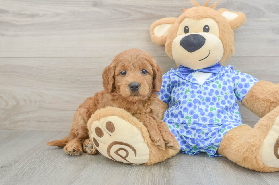 5 week old Mini Goldendoodle Puppy For Sale - Windy City Pups