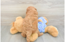 Mini Goldendoodle Puppy for Adoption