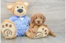 Best Mini Goldendoodle Baby