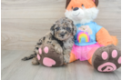Fluffy Mini Goldendoodle Poodle Mix Pup