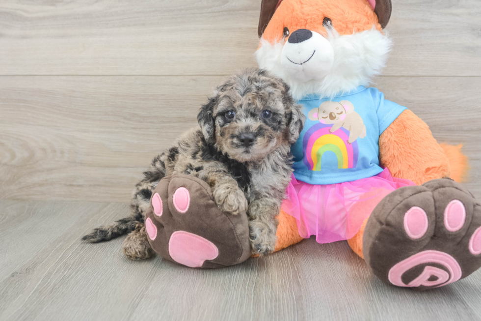 Fluffy Mini Goldendoodle Poodle Mix Pup