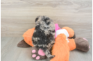 Best Mini Goldendoodle Baby