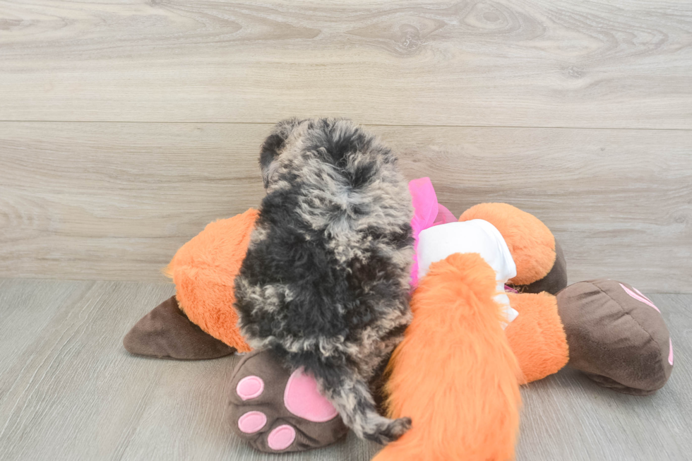 Best Mini Goldendoodle Baby