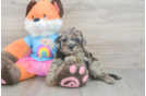 Petite Mini Goldendoodle Poodle Mix Pup