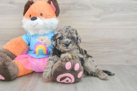 Petite Mini Goldendoodle Poodle Mix Pup